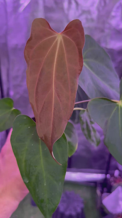 Anthurium (dressleri x carlablackiae ‘narrow’) x sp nov DF