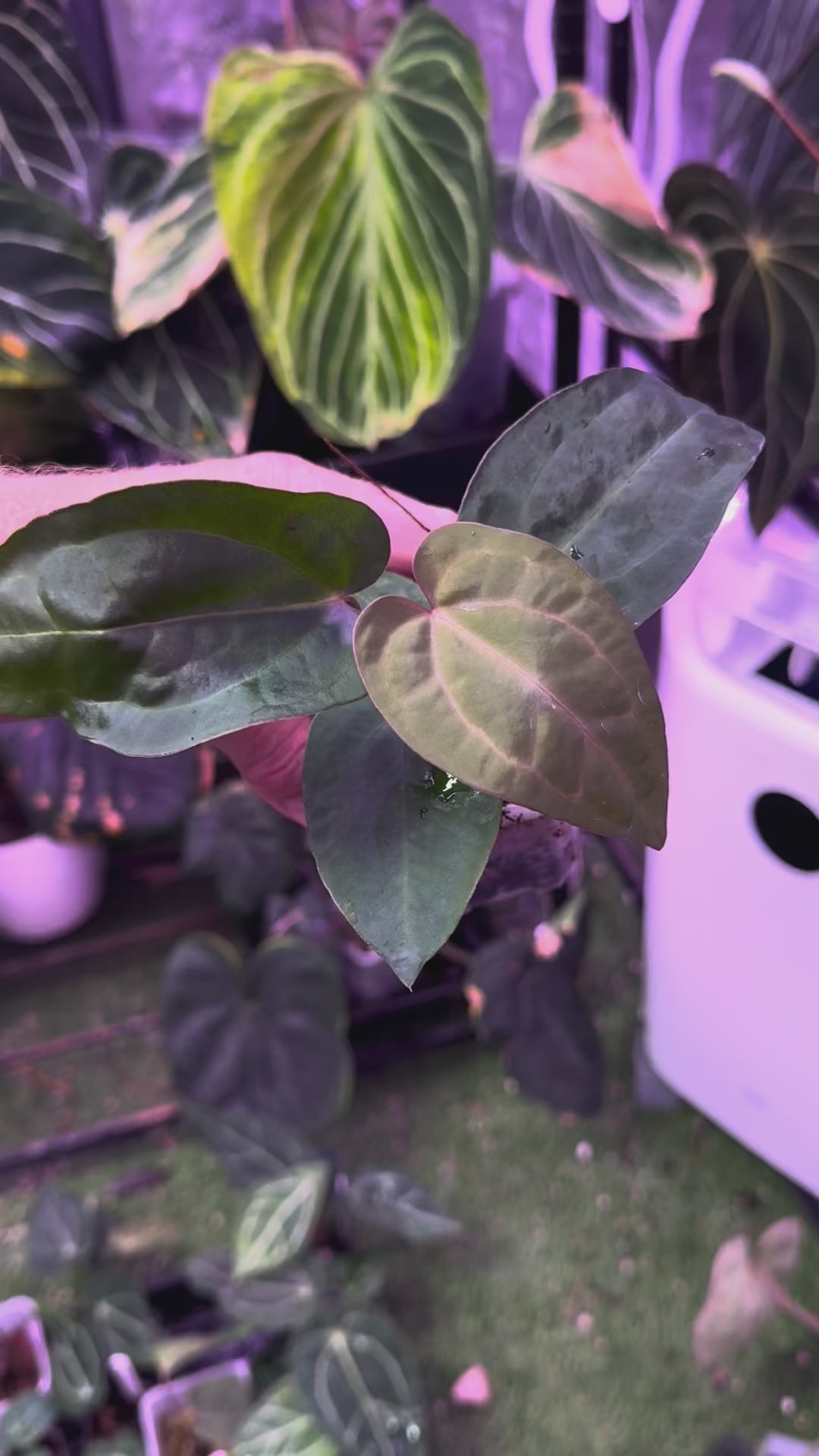 Anthuirum "Michelle" X (carlablackiae x sp. nov. DF)
