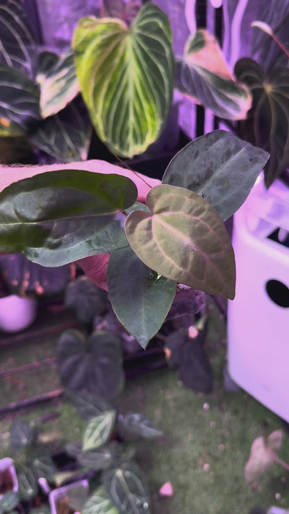 Anthuirum "Michelle" X (carlablackiae x sp. nov. DF)