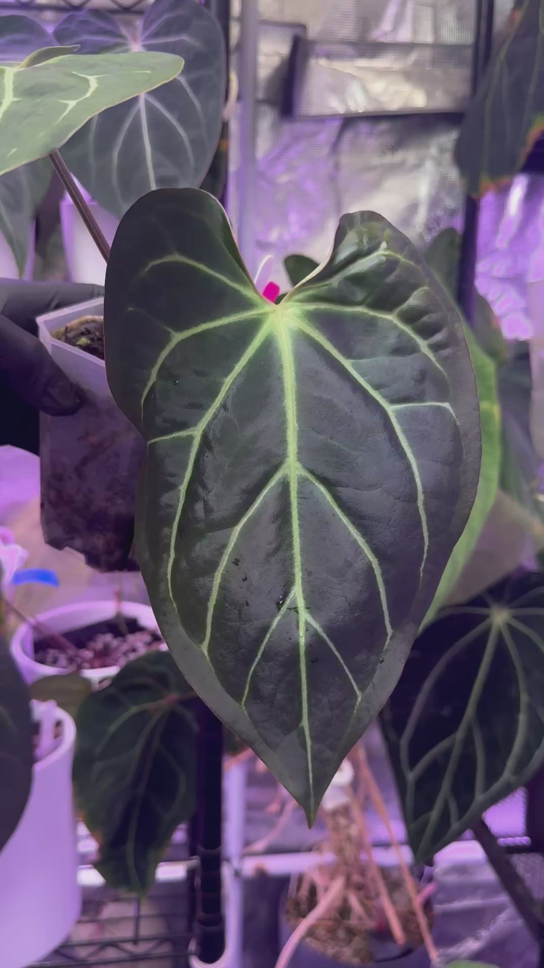 anthurium stripey Anthurium Tim Andersons Stripey x carlablackiae District – Buz Plants