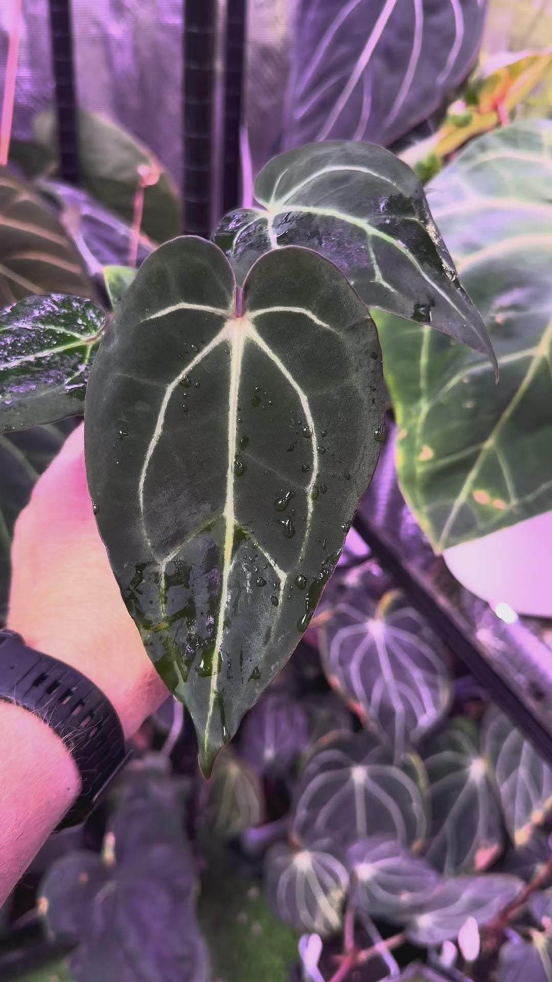 Anthurium carlablackie 'Round xGPH001' X Black Widow x Michelle 5