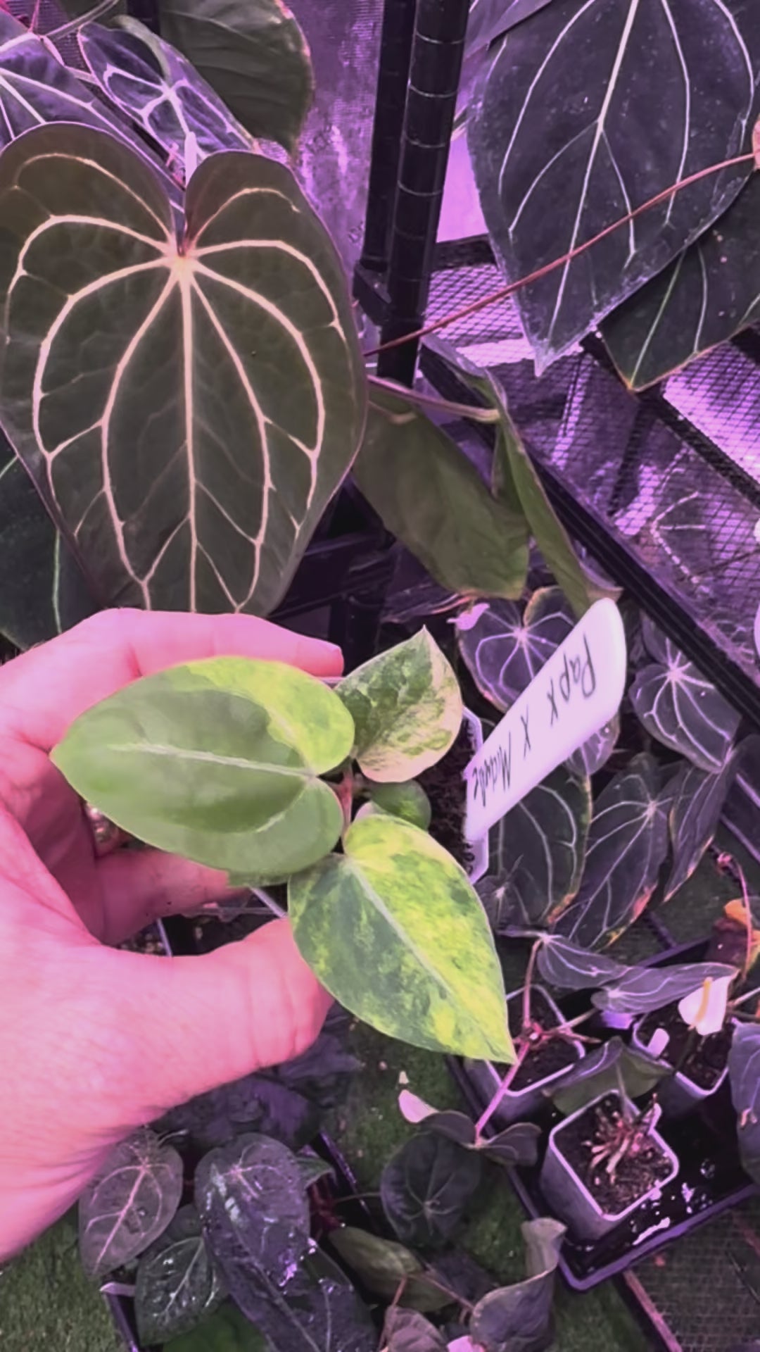 Anthurium papillilaminum x X "Michelle" Variegated