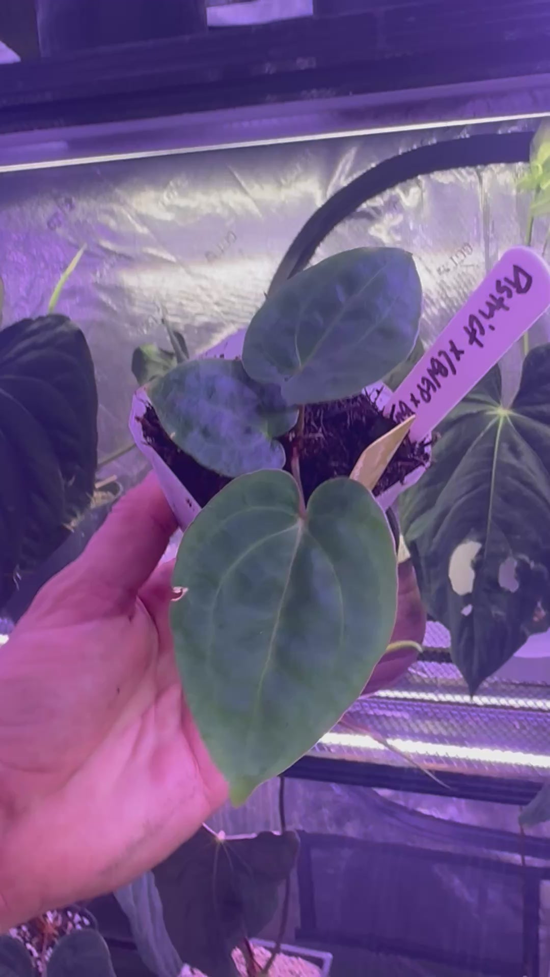 Anthurium carlablackiae District x (BVEP x “Black Widow x Michelle”)