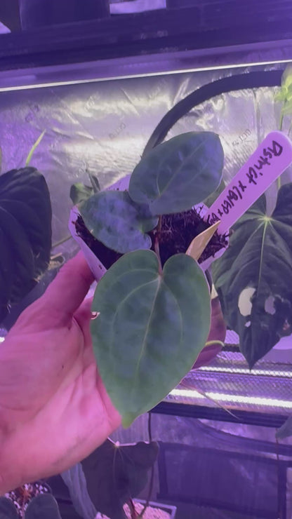 Anthurium carlablackiae District x (BVEP x “Black Widow x Michelle”)