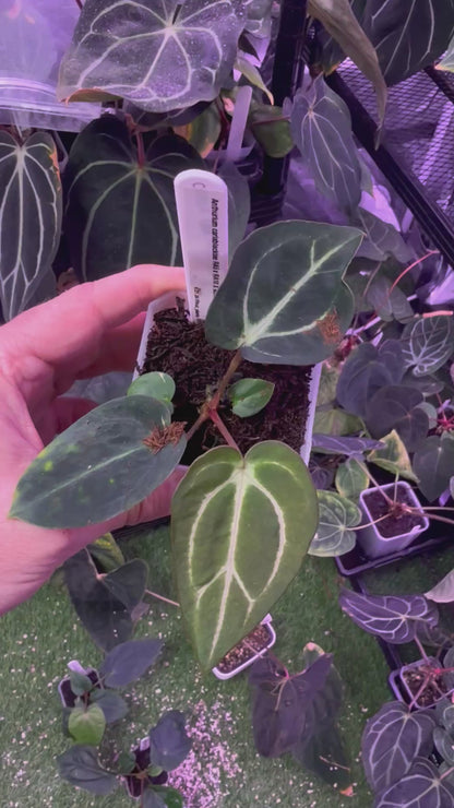 Anthurium carlablackiae RA5x10 x Self X
