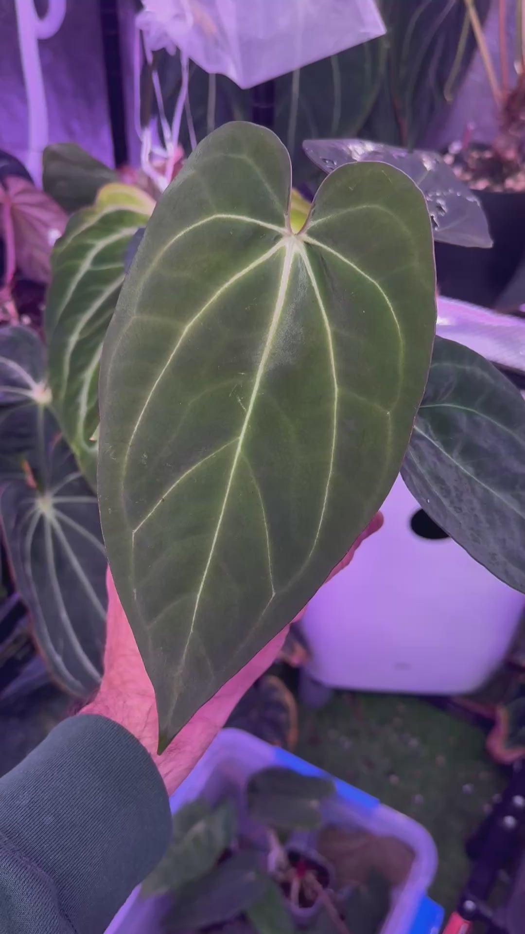 Anthurium "Black Cherry" x carlablackiae "RA8"