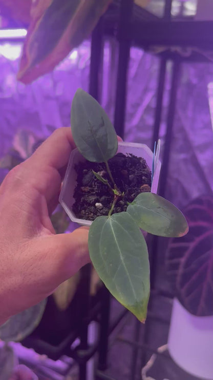 Anthurium BWMDB#1 x Dorito