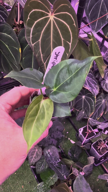 Anthurium "Stripey" x "Araña" 9