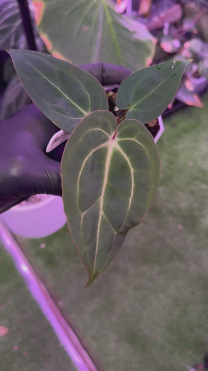 Anthurium Araña x Stripey