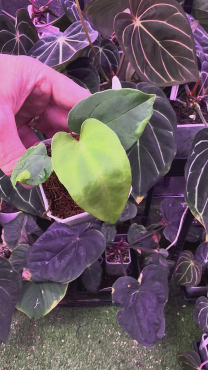 Anthurium dressleri RG Founder clone #2 x papillilaminum "Ralph Lynman" clone 1