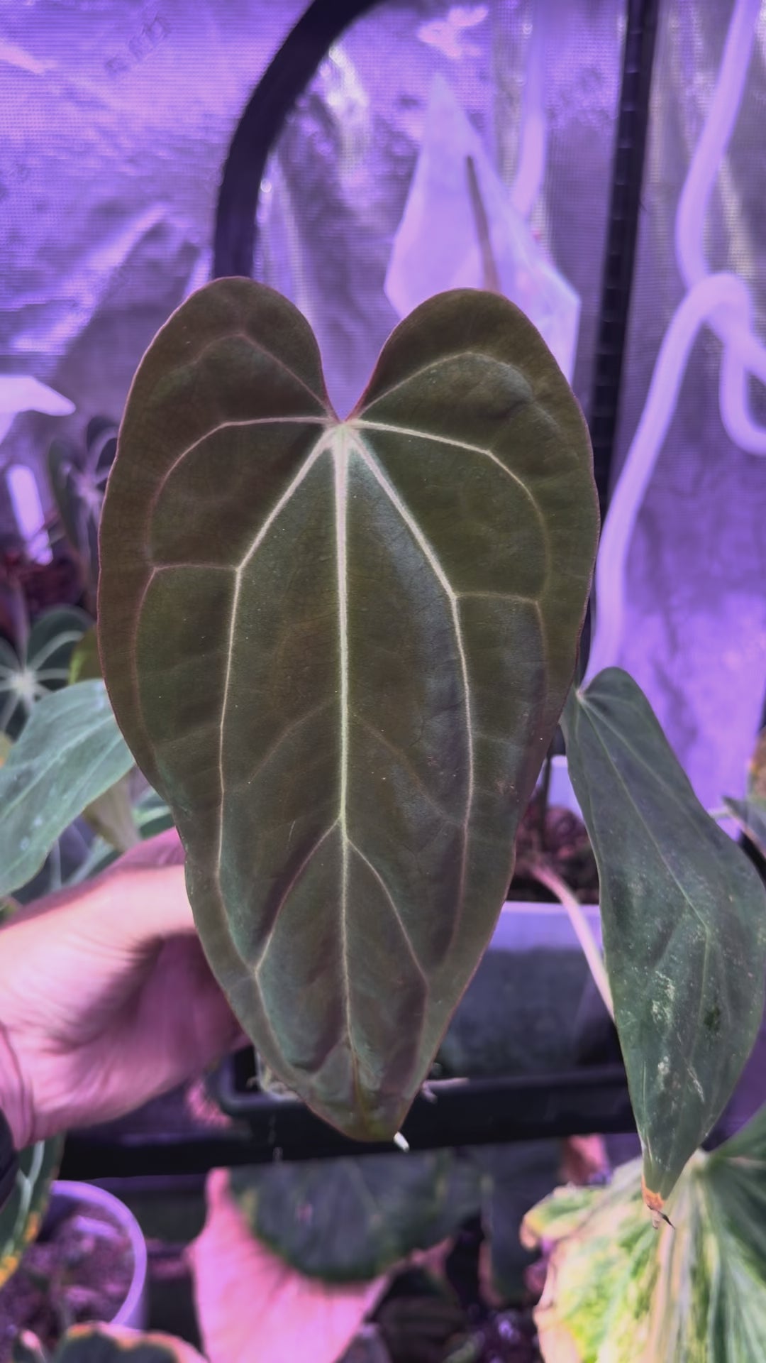 Anthurium carlablackiae "Buz 1" X (carlablackiae x sp. nov. DF) AB