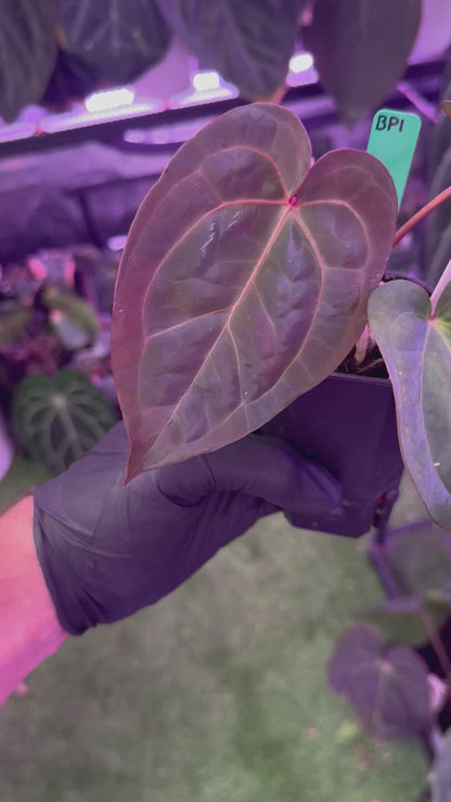 Anthurium Michelle x RVDP