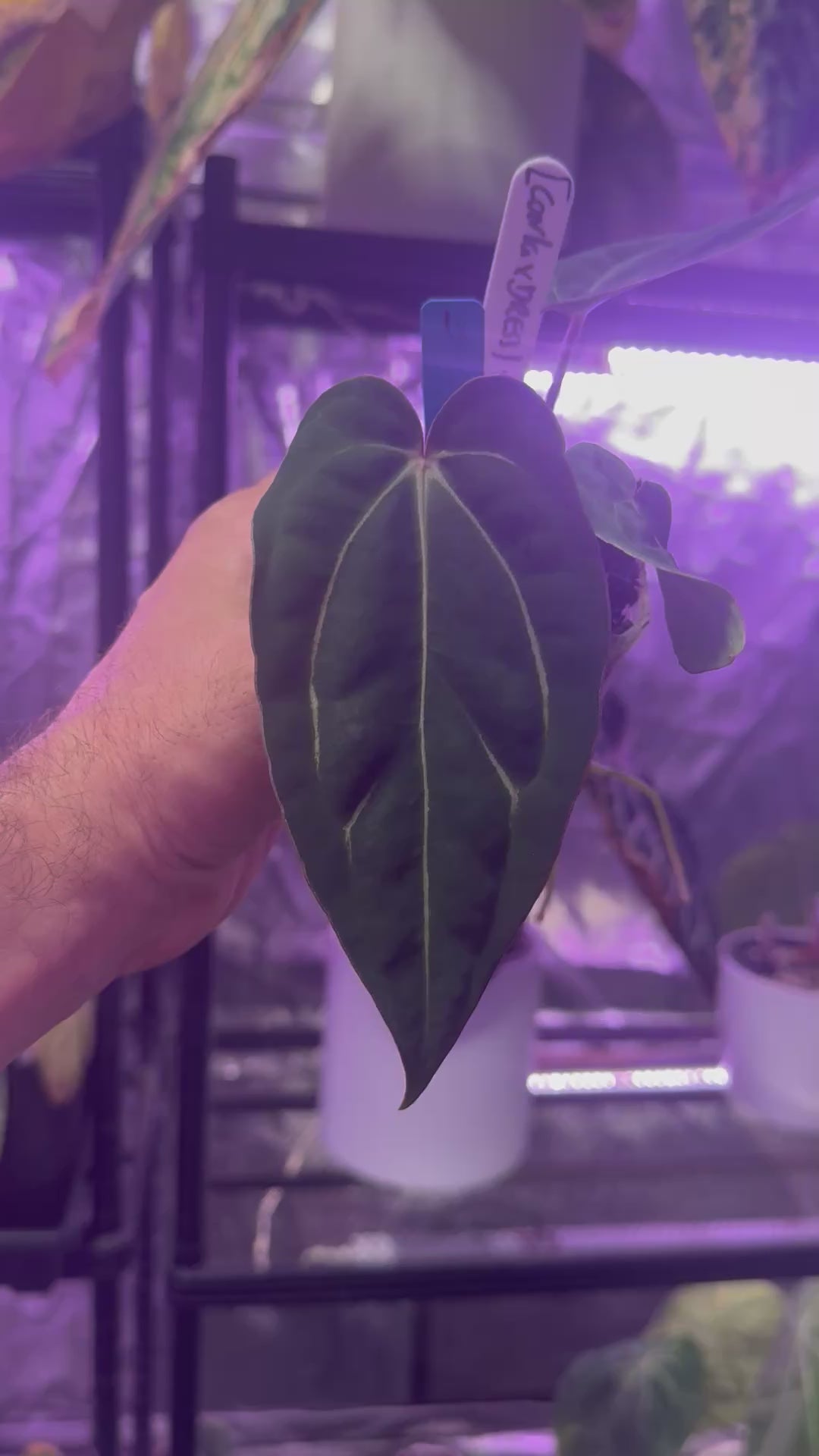 Anthurium ((carlablackiae x dressleri) x “Black Widow x Michelle”)  x PapX