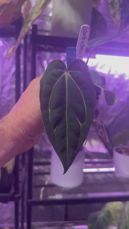 Anthurium ((carlablackiae x dressleri) x “Black Widow x Michelle”)  x PapX