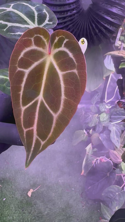 Anthurium Chocolate Crystal x Stripey