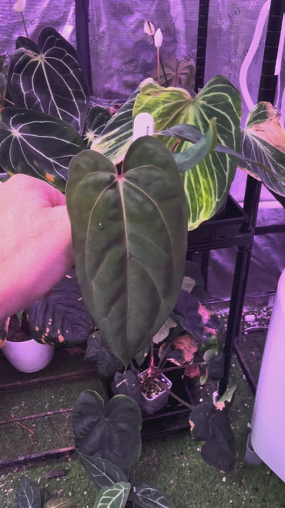 CaRL 2.0 - Anthurium carlablackiae “BUZ1 x RA8” X papillilaminum “Ralph Lyman” !