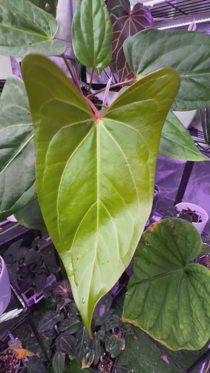 Anthurium carlablackiae "RA15" x ustuopoense 