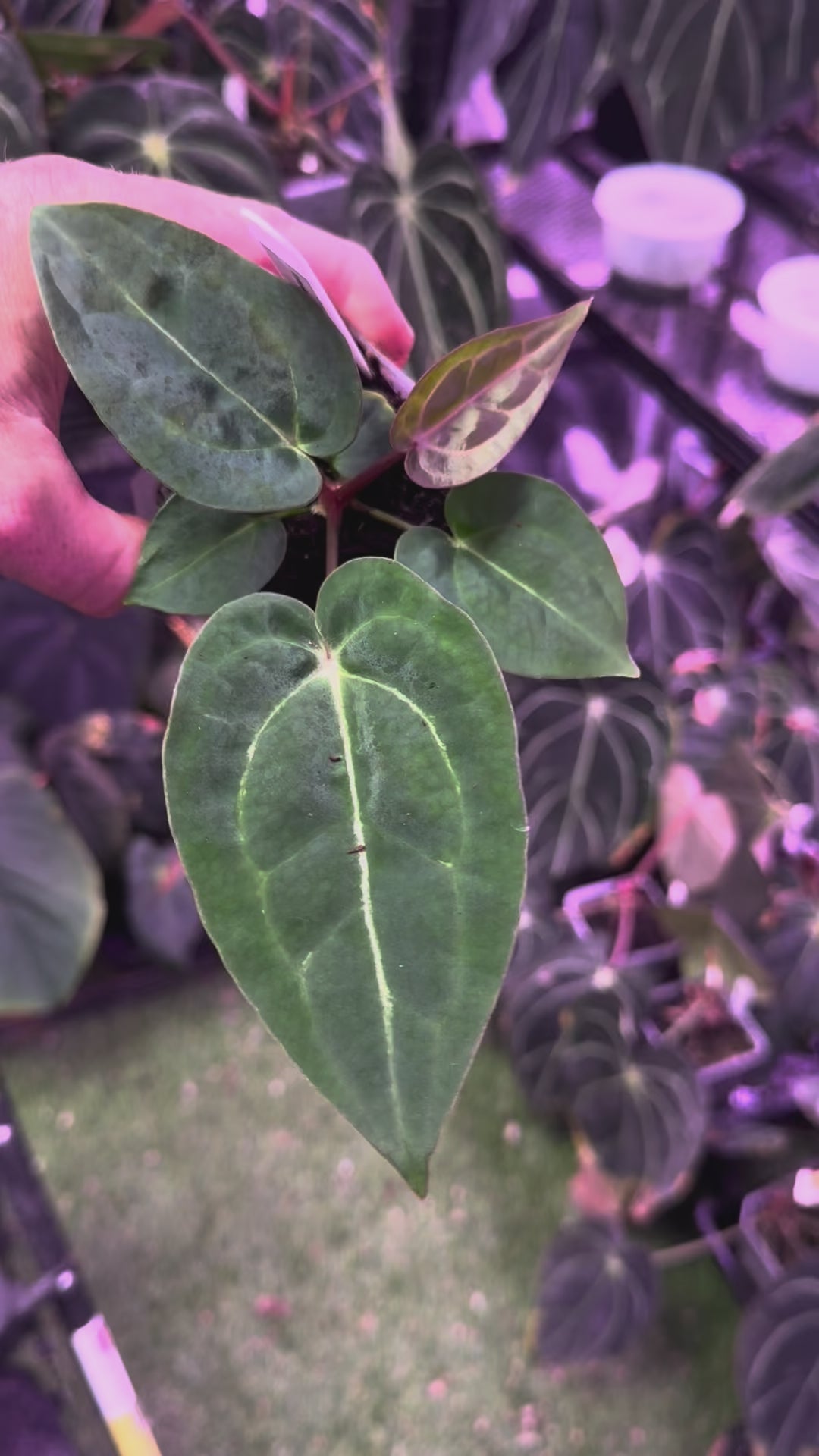 Anthurium "Stripey" X carlablackiae "RA6" A