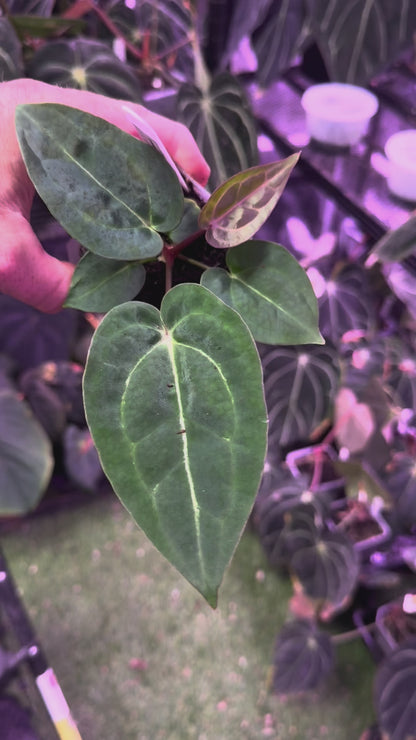 Anthurium "Stripey" X carlablackiae "RA6" A