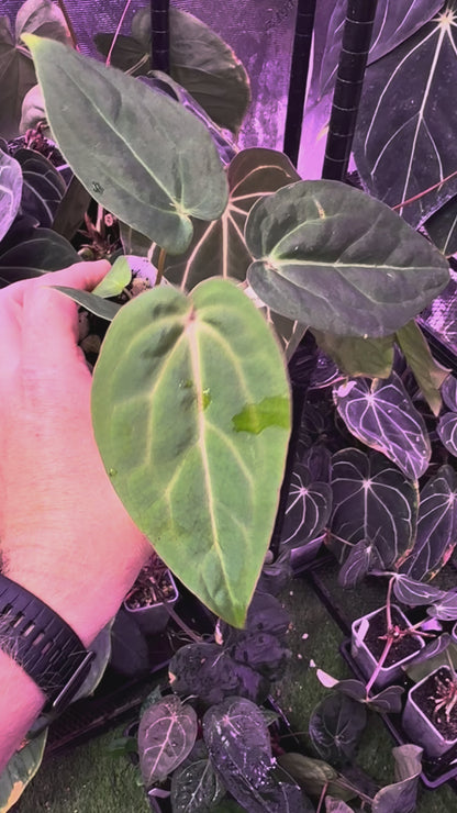 Anthurium ‘Stripey’ X carlablackiae ‘RA6’ 2
