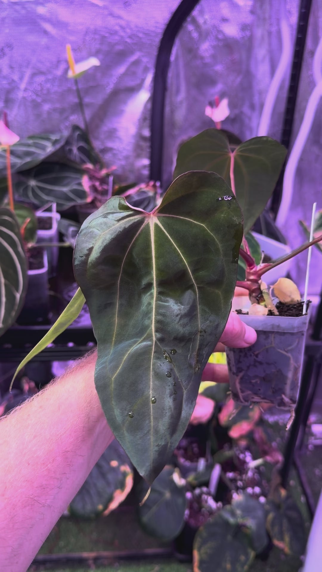 CaRL 2.0 - Anthurium carlablackiae “BUZ1 x RA8” X papillilaminum “Ralph Lyman” 01