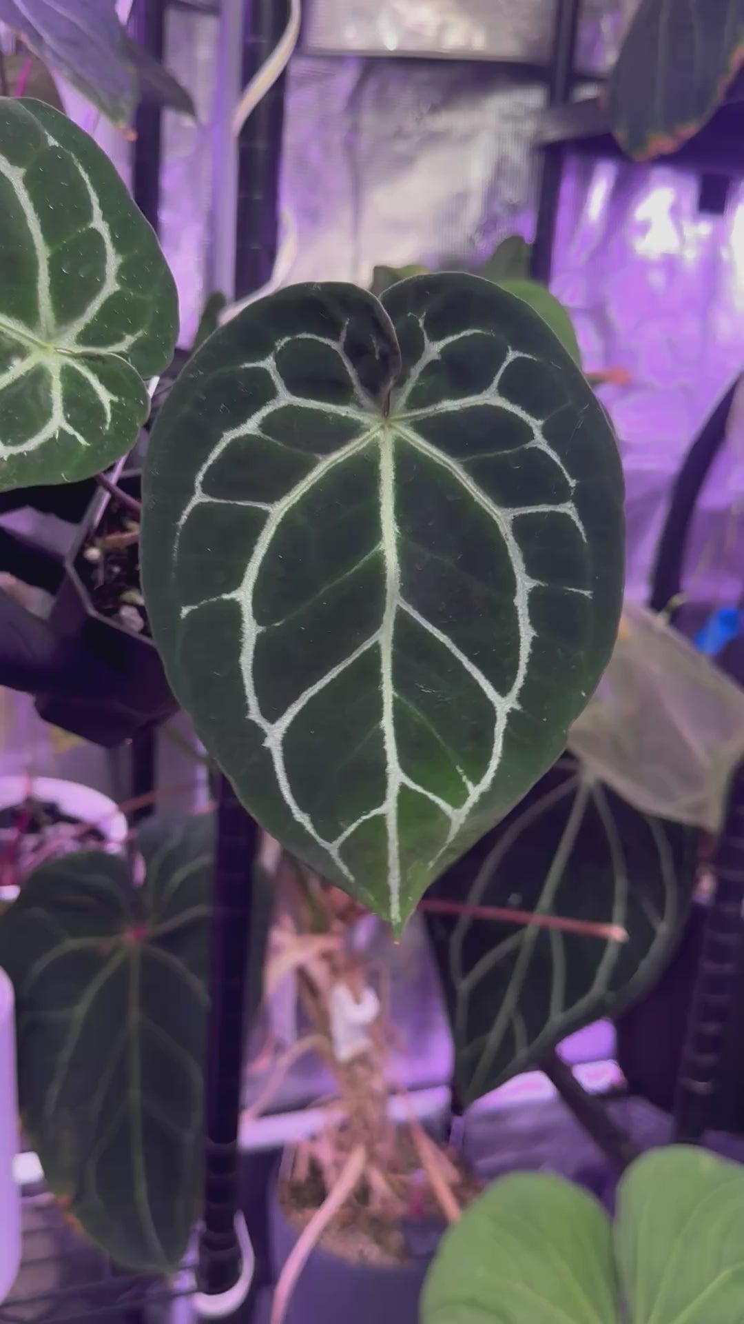 Anthurium crystallinum Chocolate x “Black Widow x Michelle”