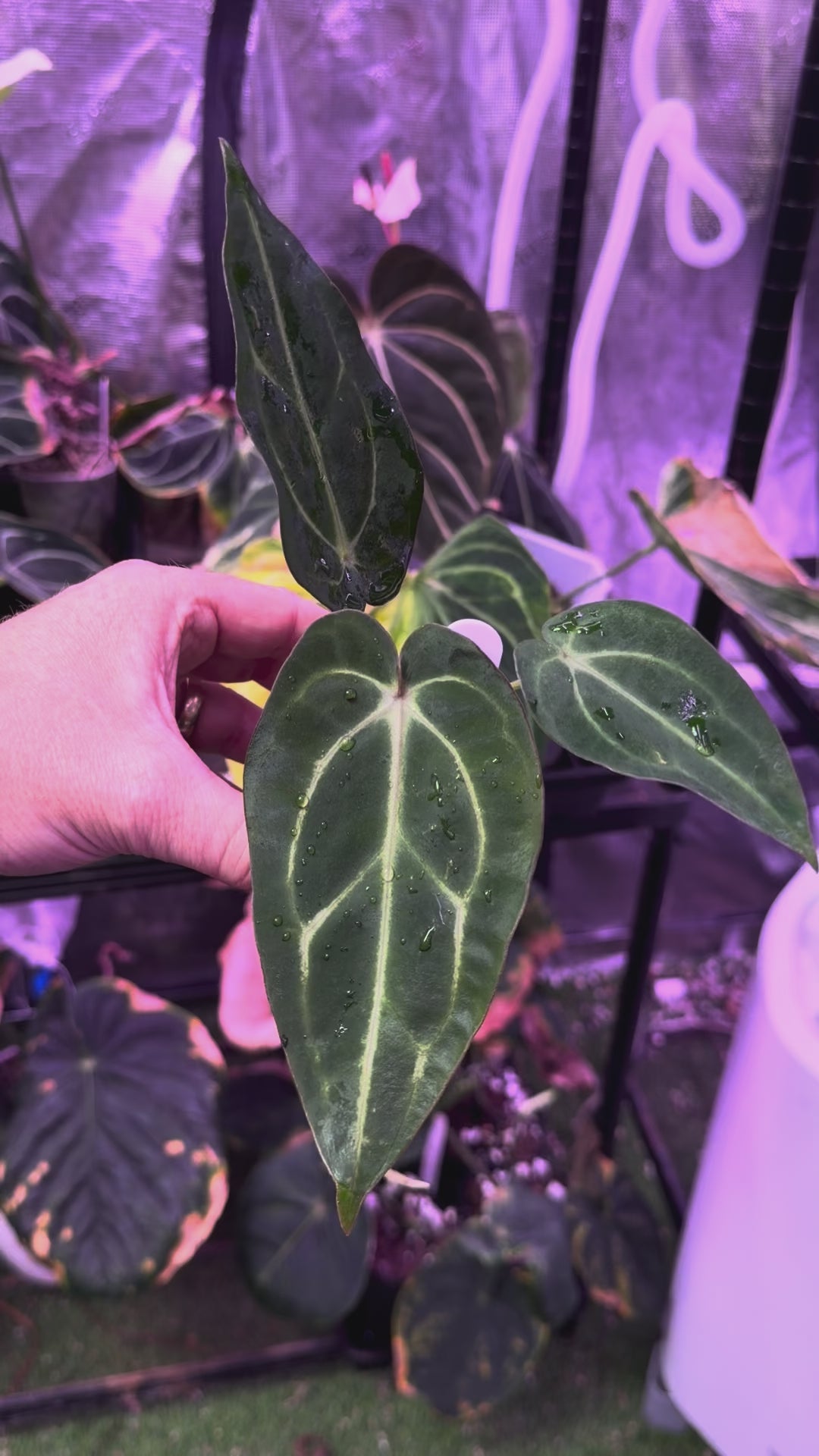 Anthurium carlablackiae “GPH001 x self” X “RA5x10” 04