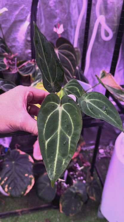 Anthurium carlablackiae “GPH001 x self” X “RA5x10” 04