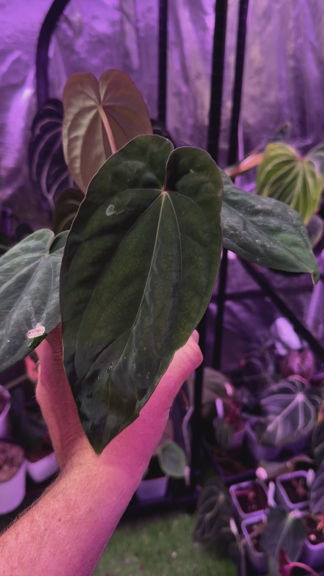 Load video: Anthurium dressleri ‘Windy’ x BVEP/antolakii ‘Round x Felix’ !