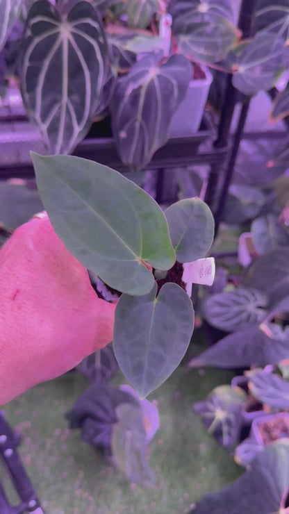 Anthurium carlablackiae OG1 x ? - B