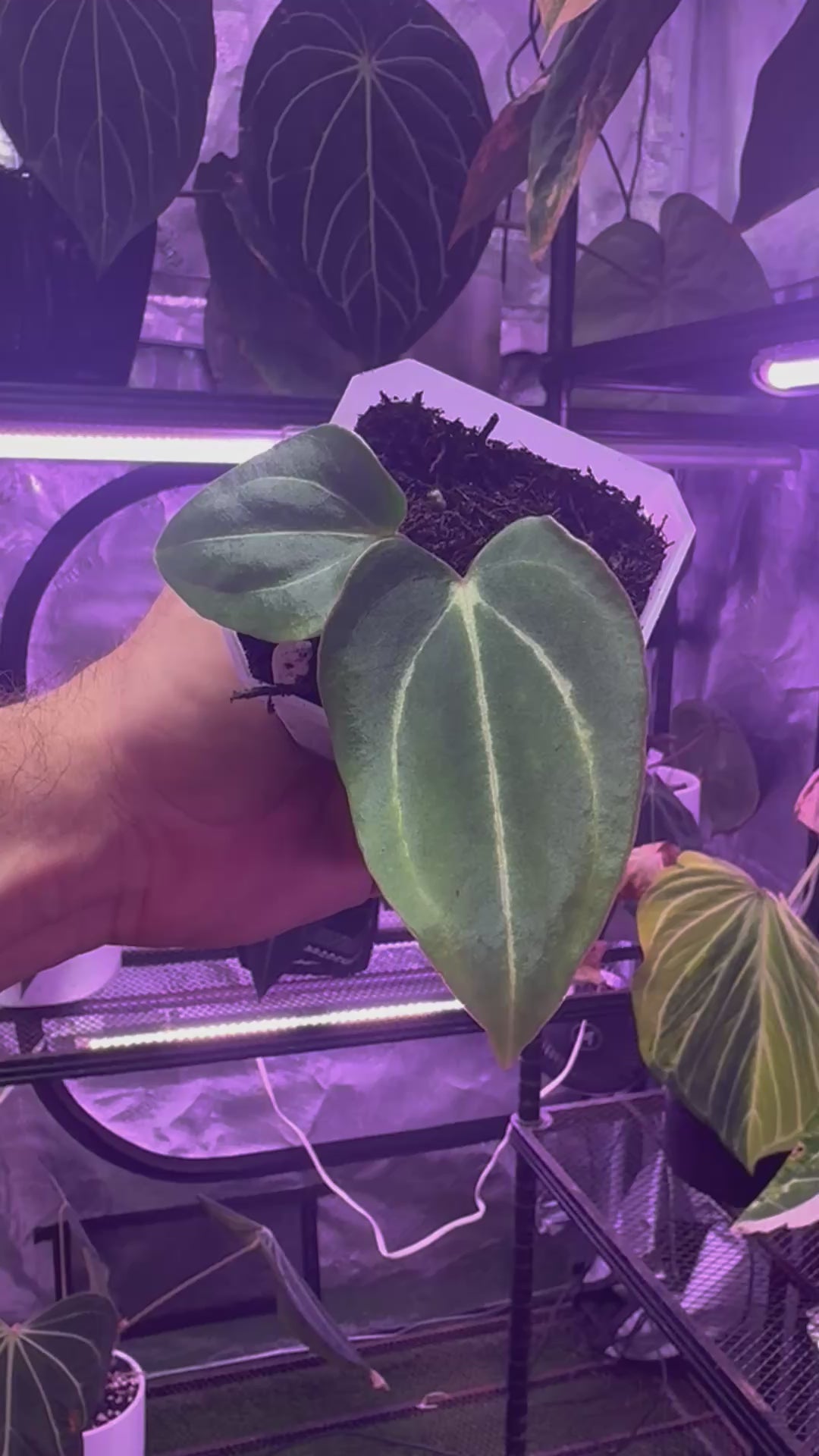 Anthurium carlablackiae (RA4 x PM1) x (Buz1 x RA8