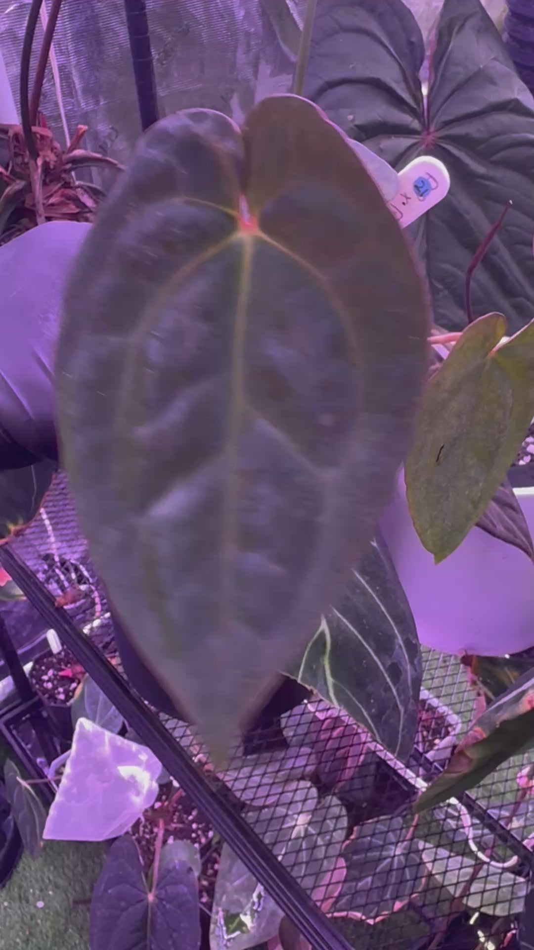 Anthurium pap x RVDP