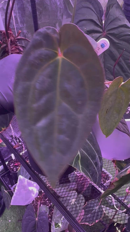 Anthurium pap x RVDP