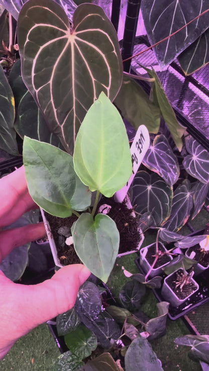 Anthurium portillae "NSE" x dressleri RG F2 1