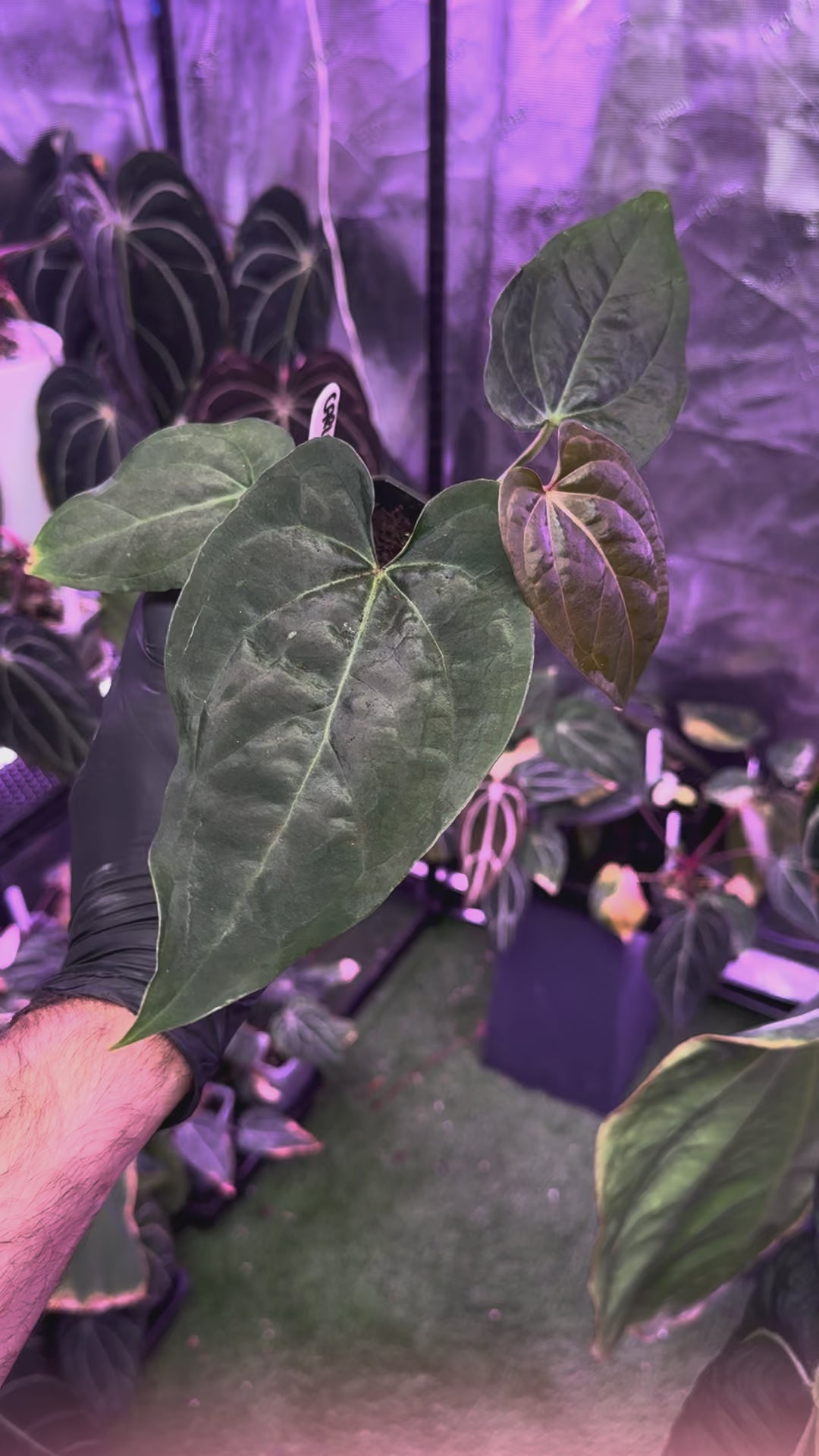 Anthurium (carlablackiae x luxurians) x (Dressleri x carlablackiae"