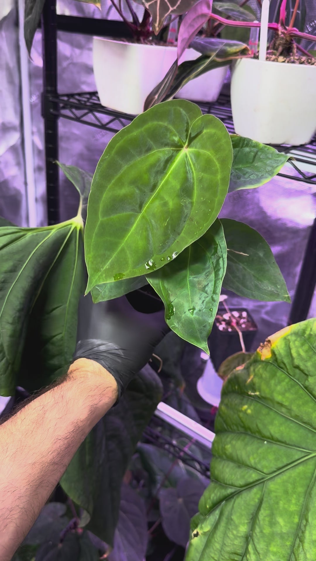 Anthurium ace of purple x antolakii