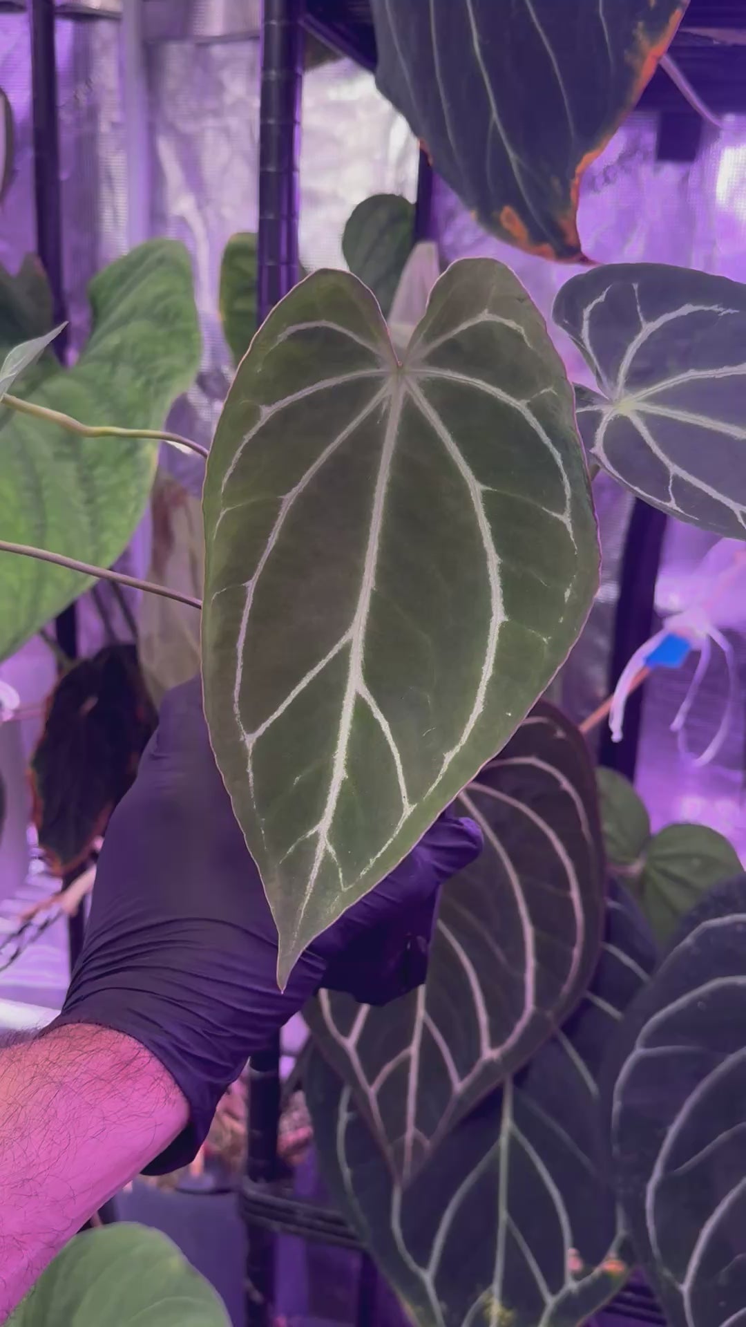 anthurium ftg Anthurium FTG crystallinum x Tim Anderson Stripey