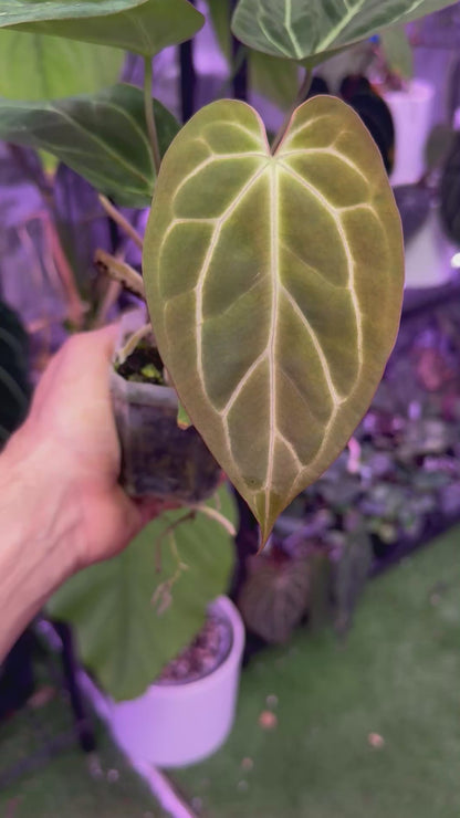 Anthurium Stripey x carlablackiae RA6