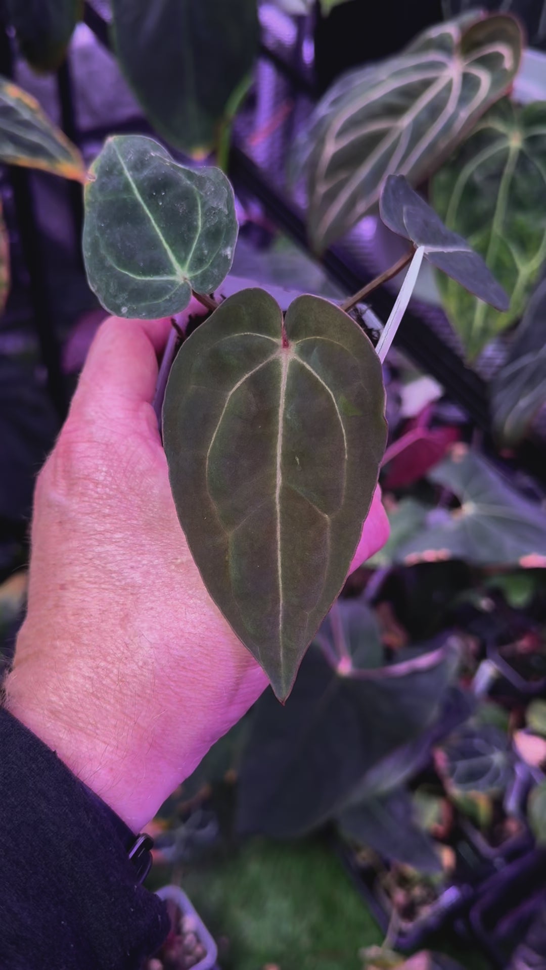 Anthurium carlablackie 'Round xGPH001' X Black widow x Michelle B