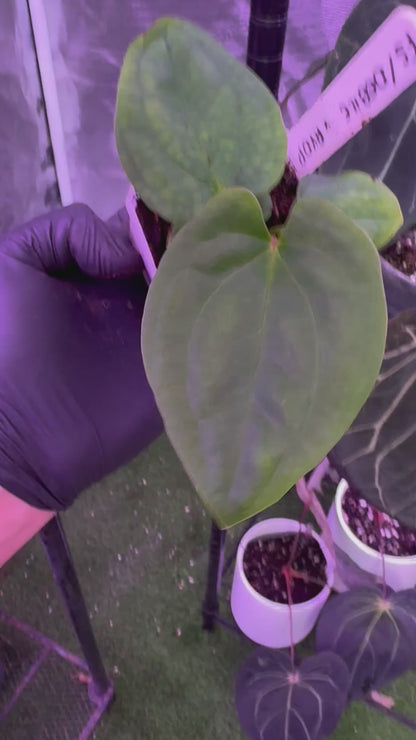 Anthurium (papillilaminum Ft Sherman x debile) x RVDP