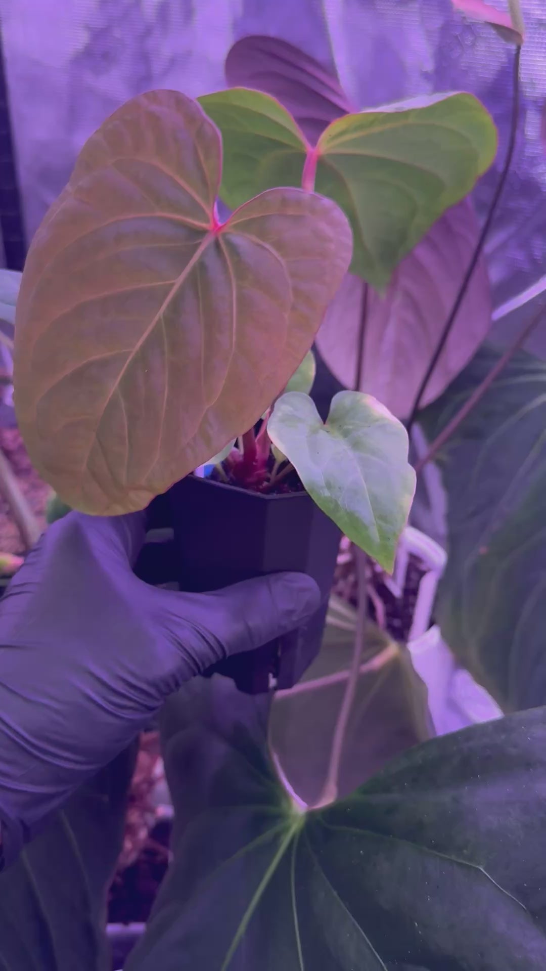 Load video: Anthurium (Circus Peanuts x Red Crystal) x kunayalense RA2