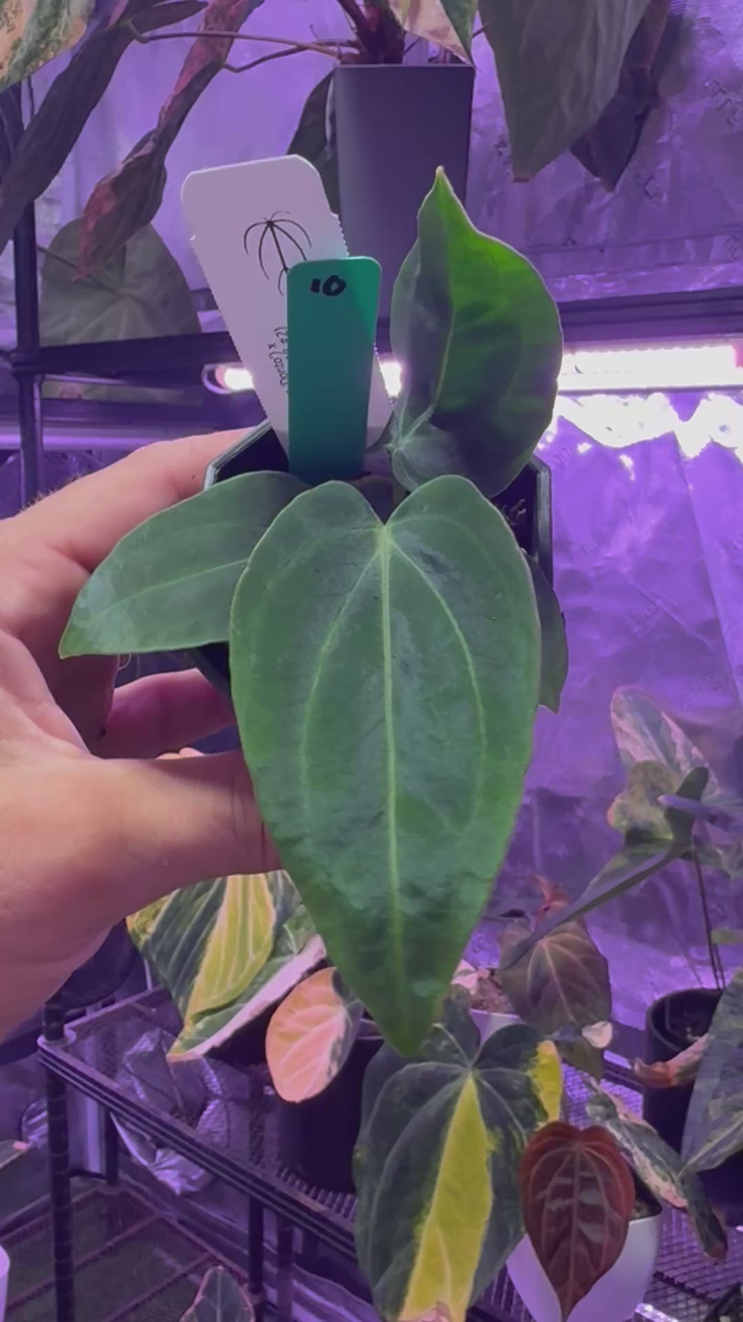 Anthurium. (carlablackiae x portillae Dorito) x
PanaMama 2.0) x (carlablackiae 'Buz 1 x RA8 #2)
