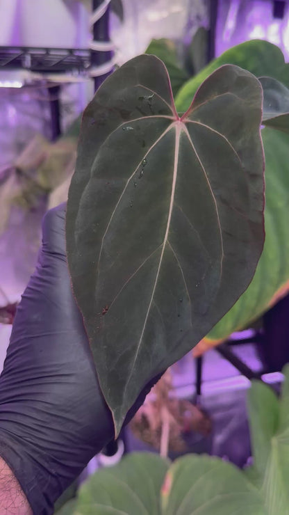 Anthurium (kunayalense x dressleri) x carlablackiae 'Buz1'