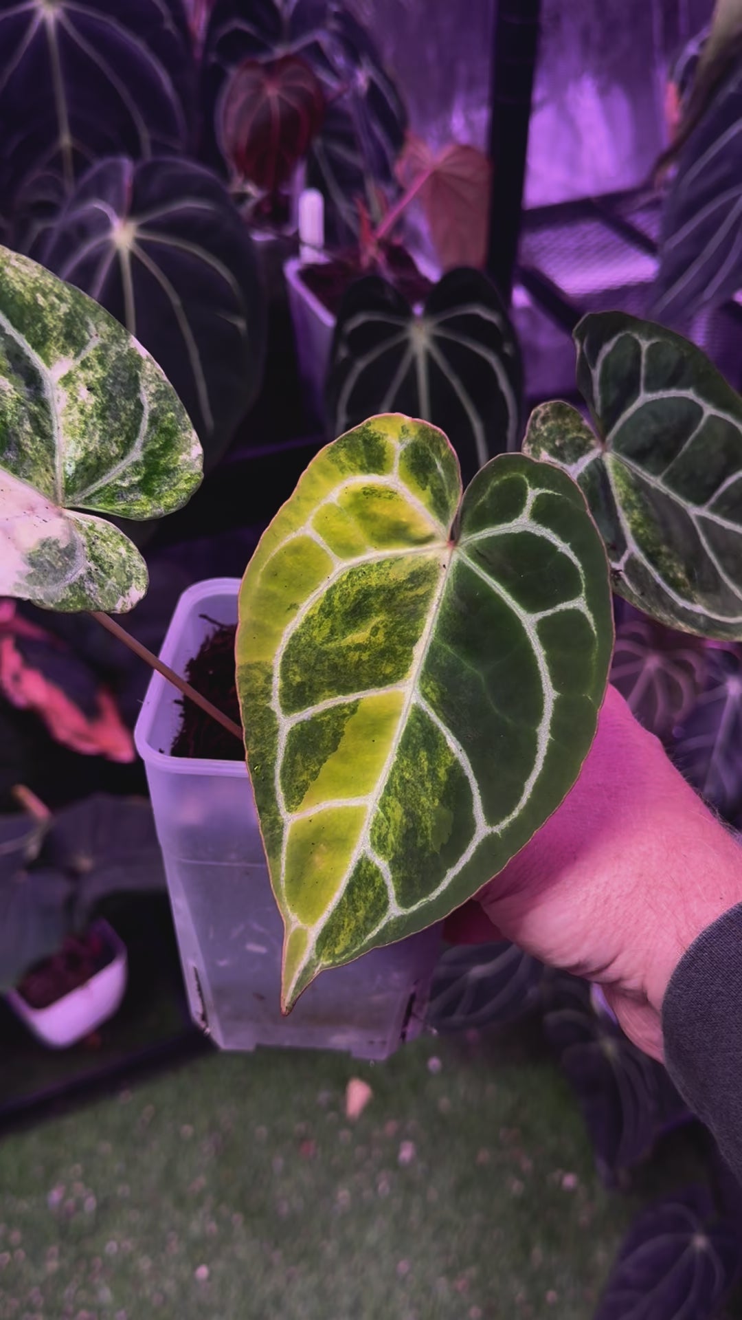Anthurium crystallinum x variegated