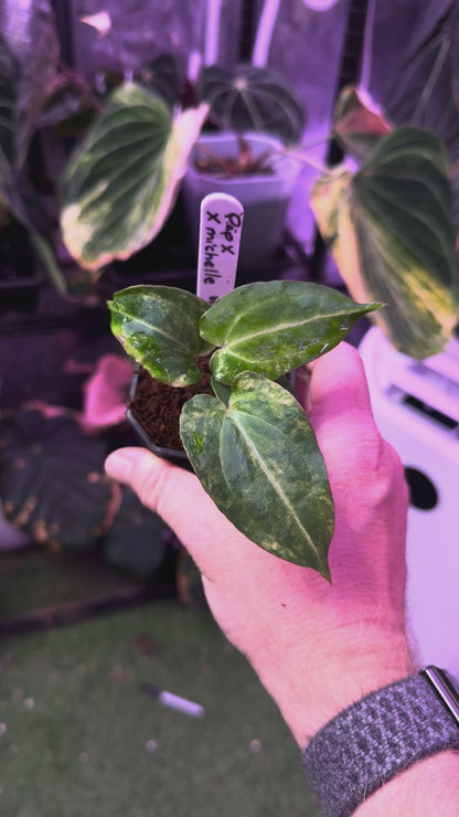 Anthurium papillilaminum"x" X "Michelle" - Variegated