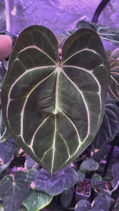 Anthurium carlablackiae OG4 x RA8 XL