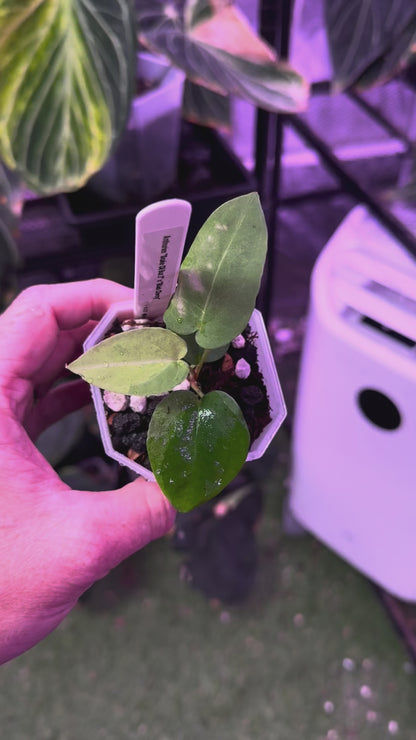 Anthurium "Snake Oil Buz 2" X "Black Cherry" - variegated seedling 02
