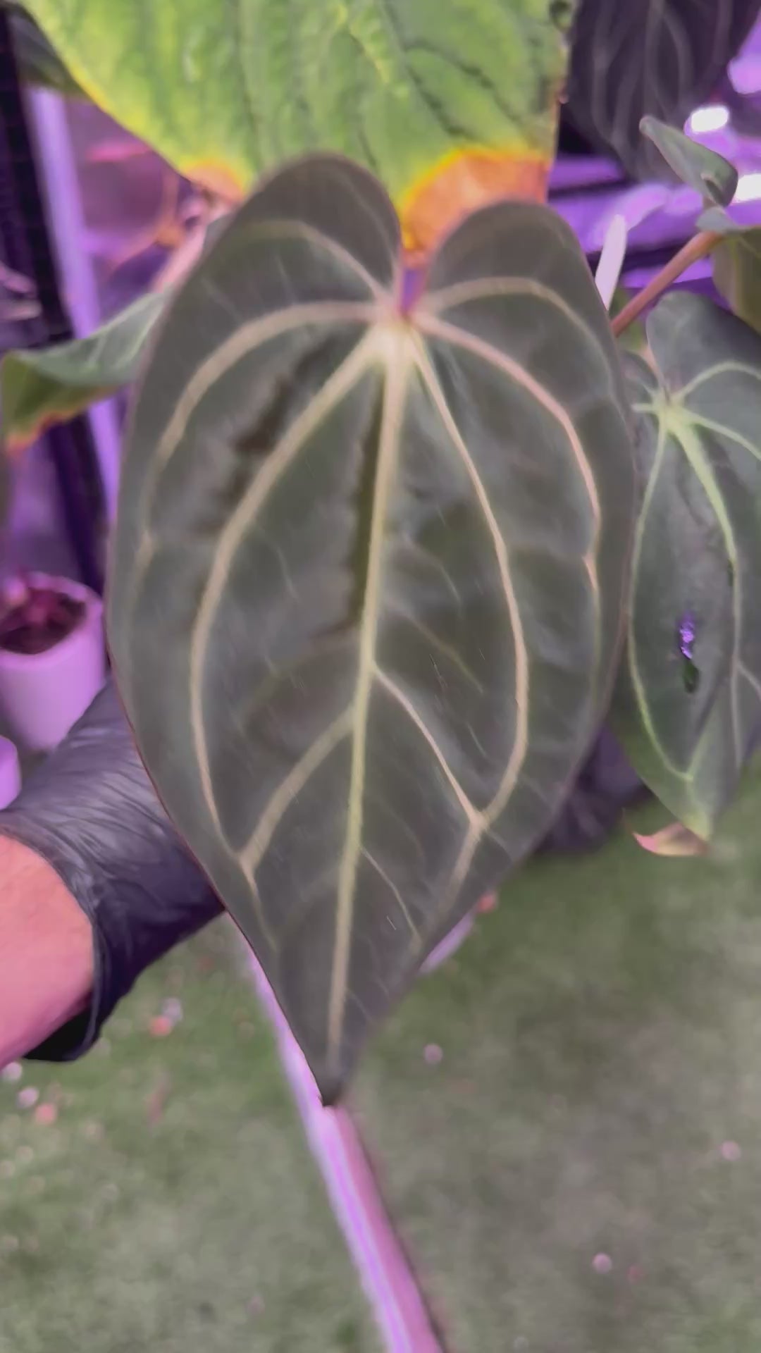 Anthurium carlablackiae District x Buz 1