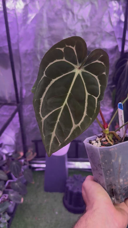 Anthurium carlablackiae RA13 x OG4