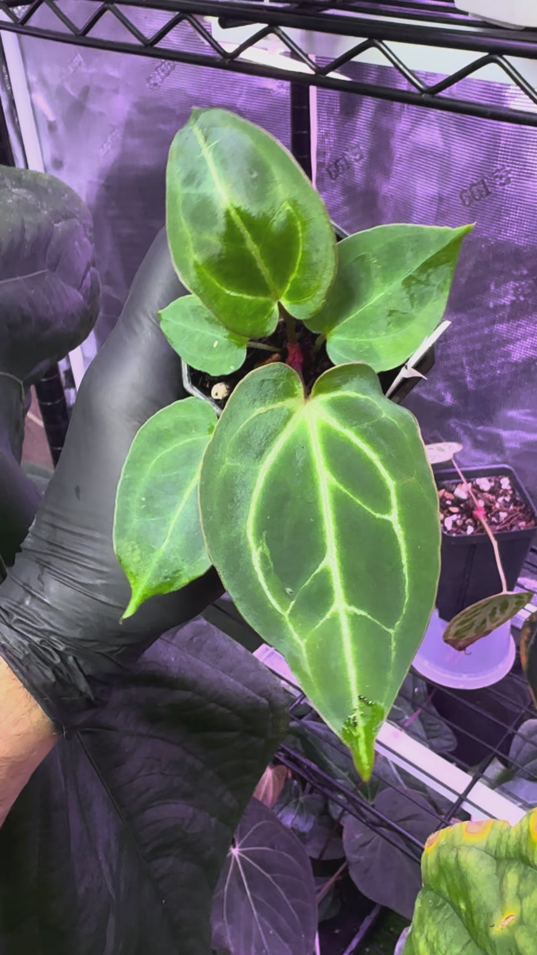 Anthurium (BVEP x Black Widow Michelle) x Black Widow Michelle